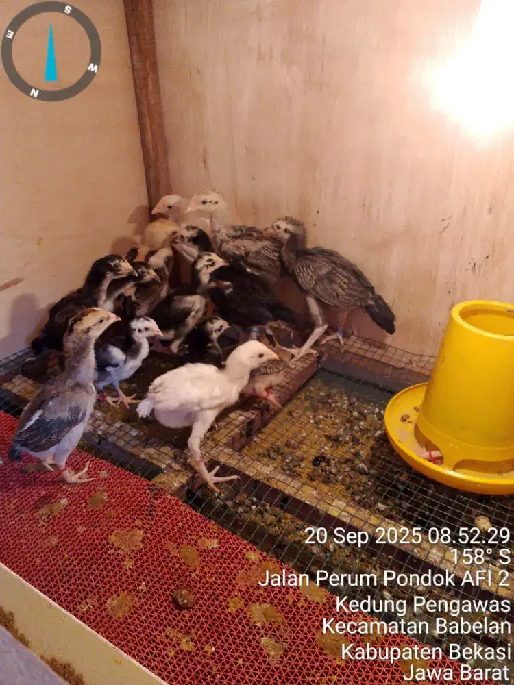 Ayam Bangkok pakhoy F1