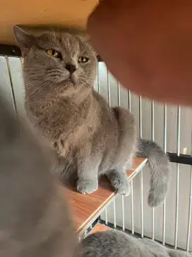 British Shorthair BSH Blue Betina