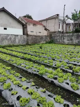 TANAH SIAP HUNI  PAROMPONG LEMBANG