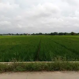 Jual murah sawah subur.produktif di Karawang Jawa Barat