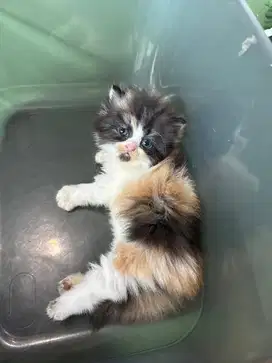 Kucing persian kitten