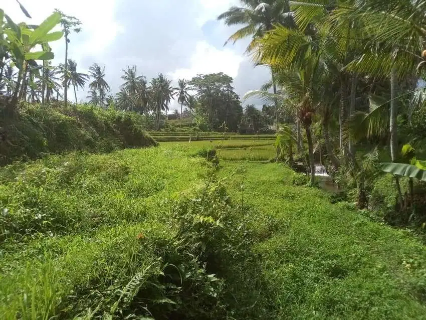 Tanah central ubud for rent disewakan dkt restaurant villa komersil