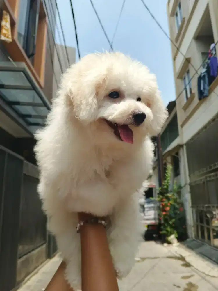 Bichon Frise White Color Female