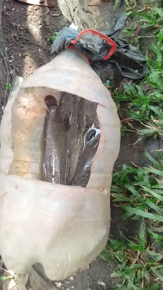 Dijual Ikan lele masih seger 4 ekor