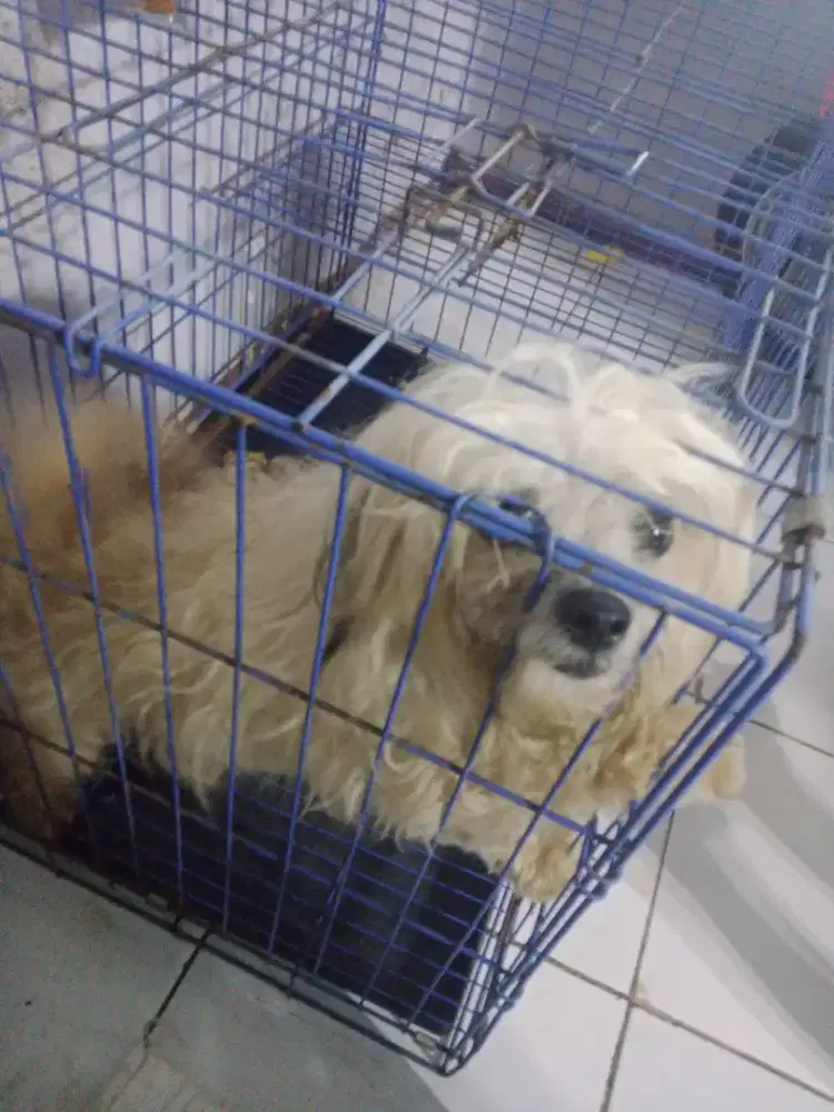 Anjing doggy mix shihtzu betina 1th