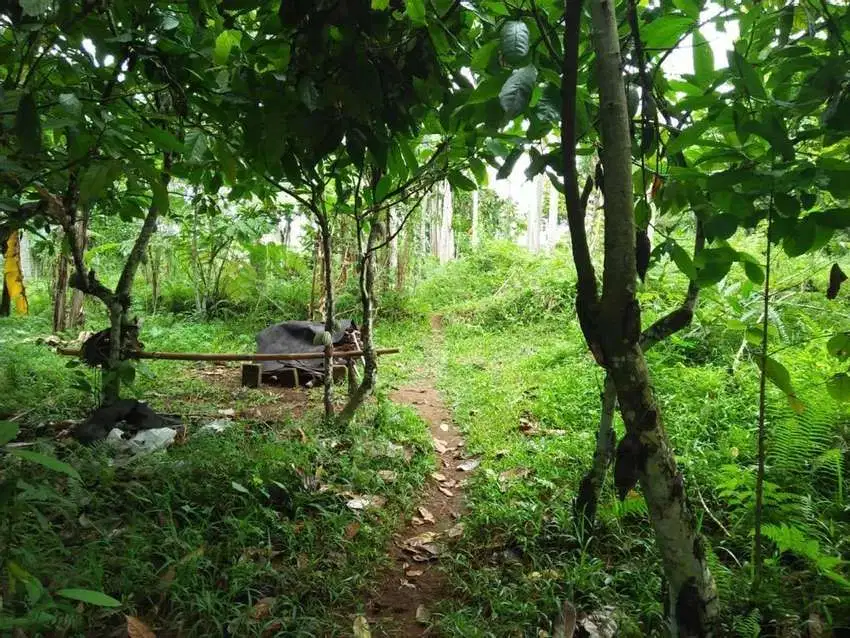TANAH SUPER MURAH Pinggir Jalan utama payangan los sungai