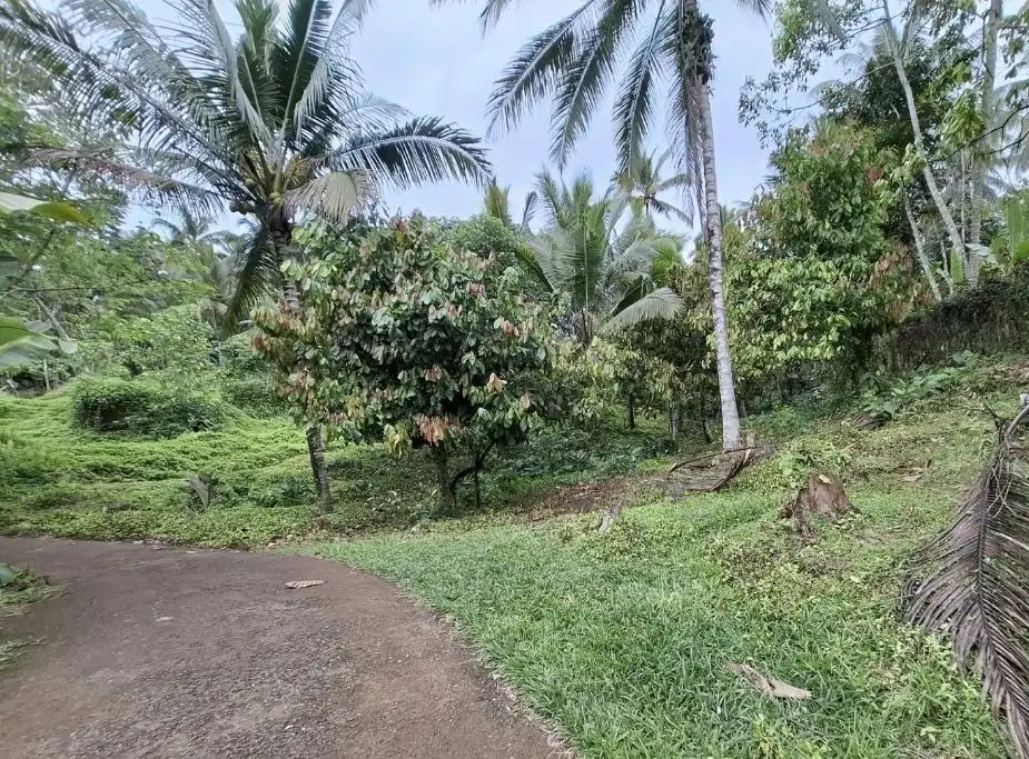 Jarang ada tanah 20 are 600juta masih bisa nego