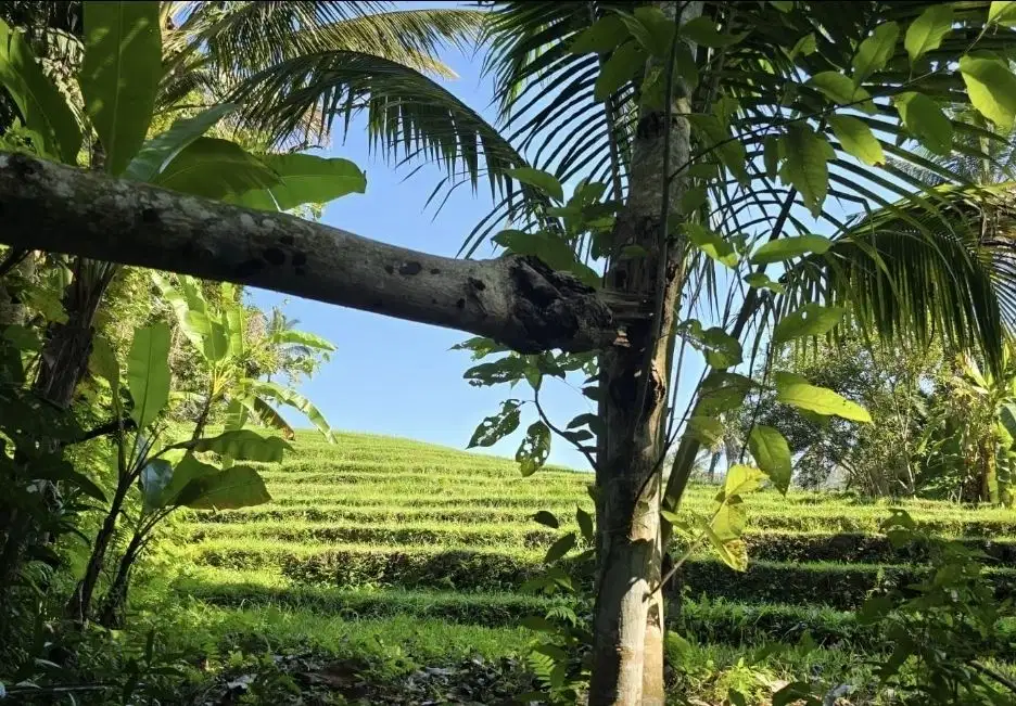 Tanah kebun view sawah dan los sungai kecil akses jalan hotmix