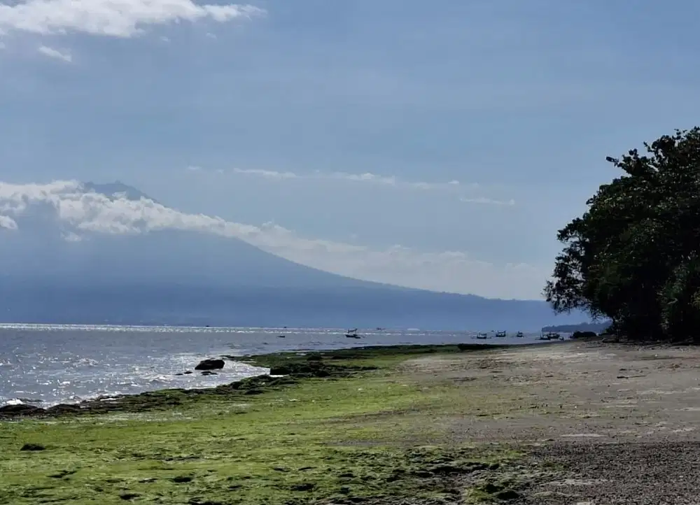 Dijual tanah los pantai dekat taman nasional bali barat