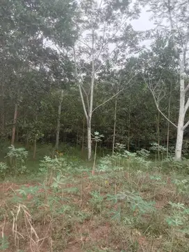 Jual Kavling 20.000m2 Sertifikat SHM di Lampung By Rumah Chinida