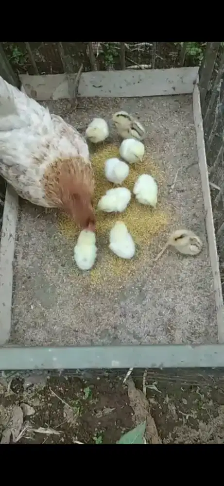 Anakan ayam kate