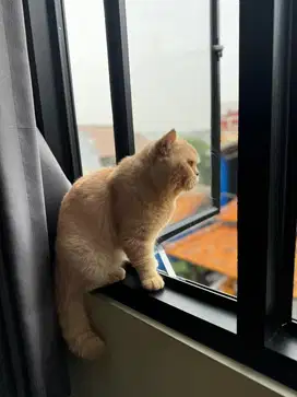 Open pacak kucing bsh jantan