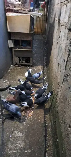 Burung Merpati / burung Dara