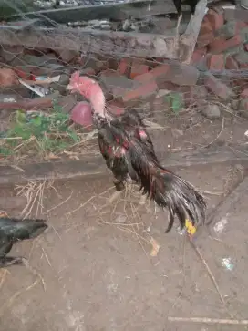 Jual ayam siam bagus