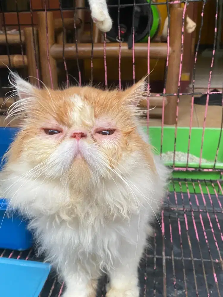 Peaknose Jantan 13bulan