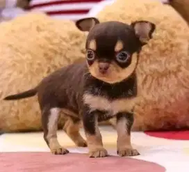 DIJUAL ANAK ANJING  CHIHUAHUA