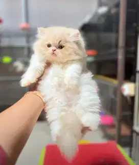 Kucing persia flatnose jantan