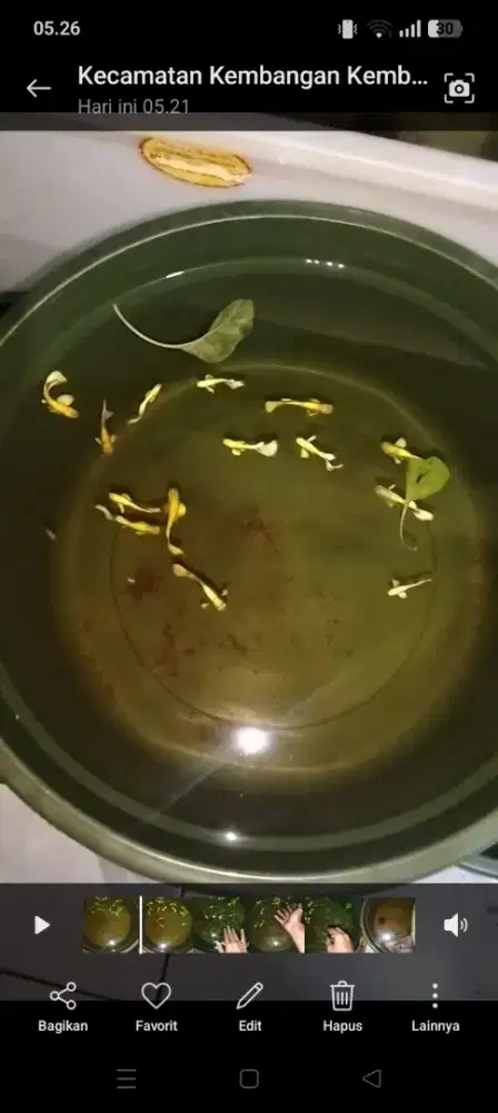 IKAN GUPPY FULL GOLD INDUKAN