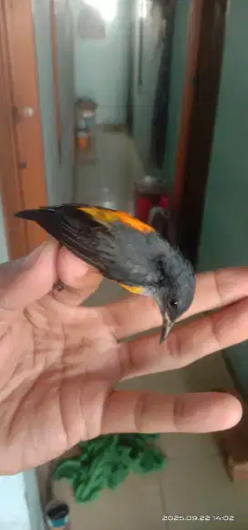 Burung Kemade Bunga Api Jantan
