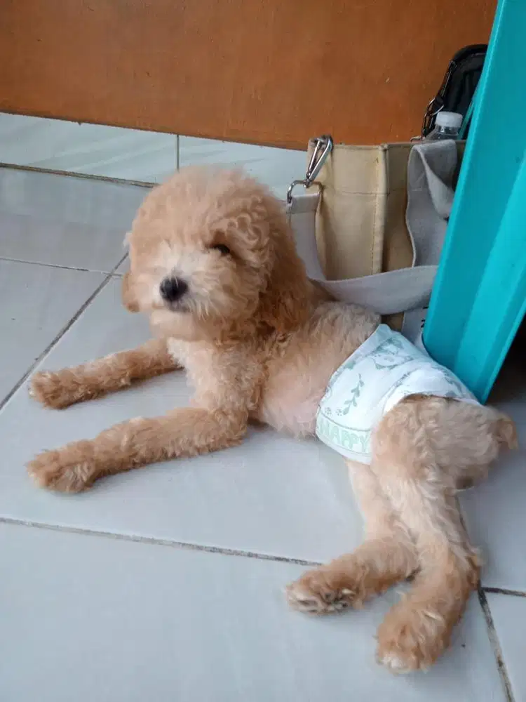 Poodle 4 bulan tanpa surat