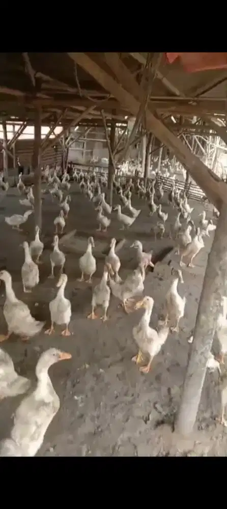 Bebek hibrida Peking