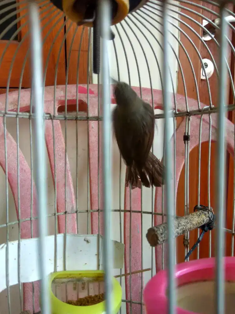 Burung Opior Paruh Tebal