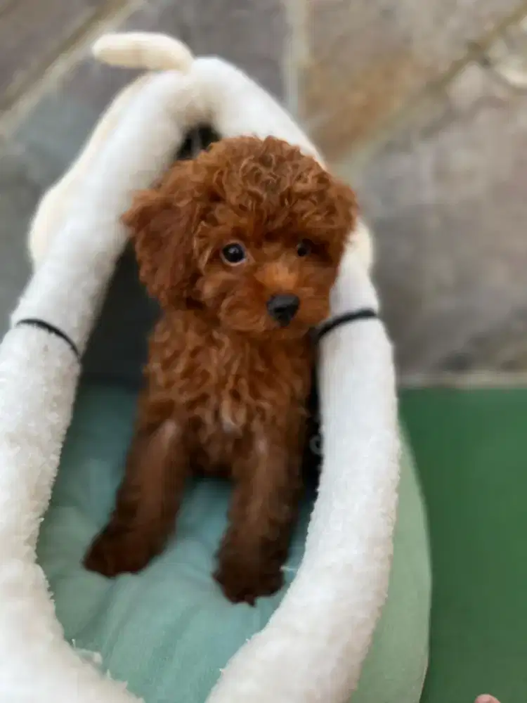 Red toy poodle mini