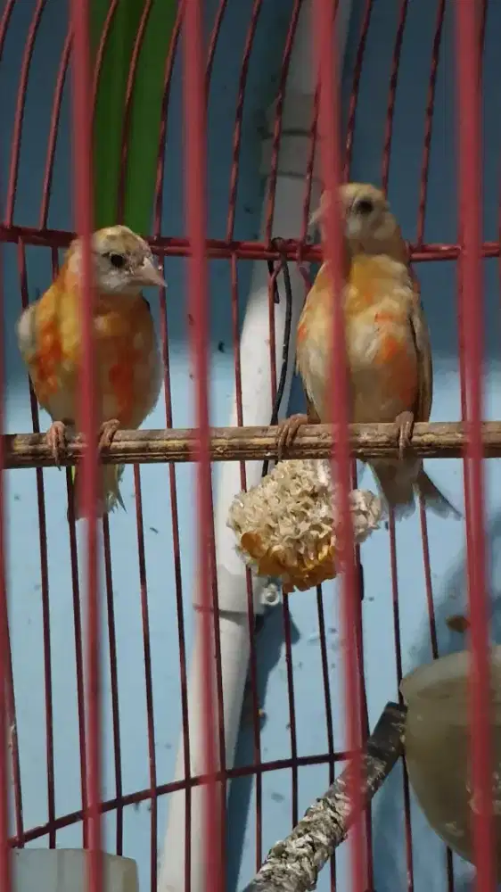 Red siskin double dilute jantan
