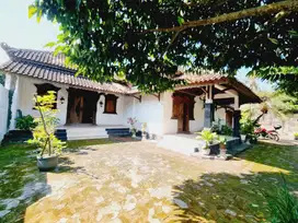 Rumah Clasic Invlude Limasan Gebyok Jati Area Strategis Tengah Kota