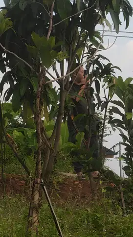 miliki kavling sawah estetik dan produktif di nuansa alam golden view