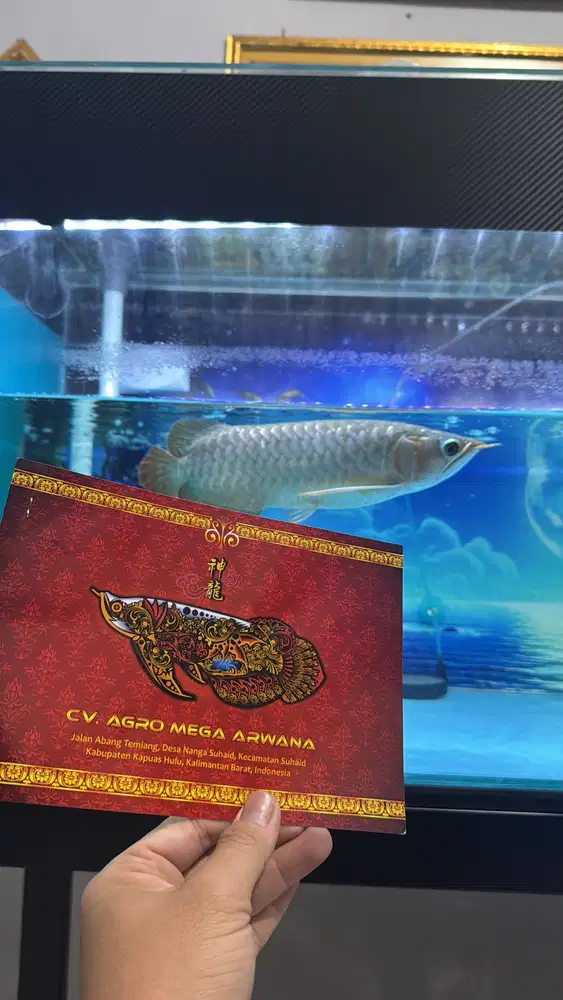 Jual cepat satu set aquarium arwana super red