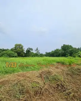 Tanah Murah Cocok Untuk Cluster, Sekolah DLL di Cisauk Tangerang