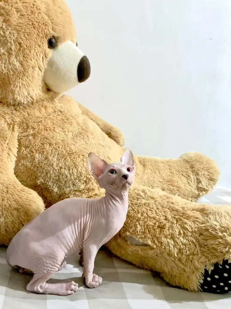 Kucing Sphynx Jantan
