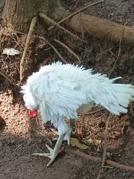Ayam walik dan kampung sepasang