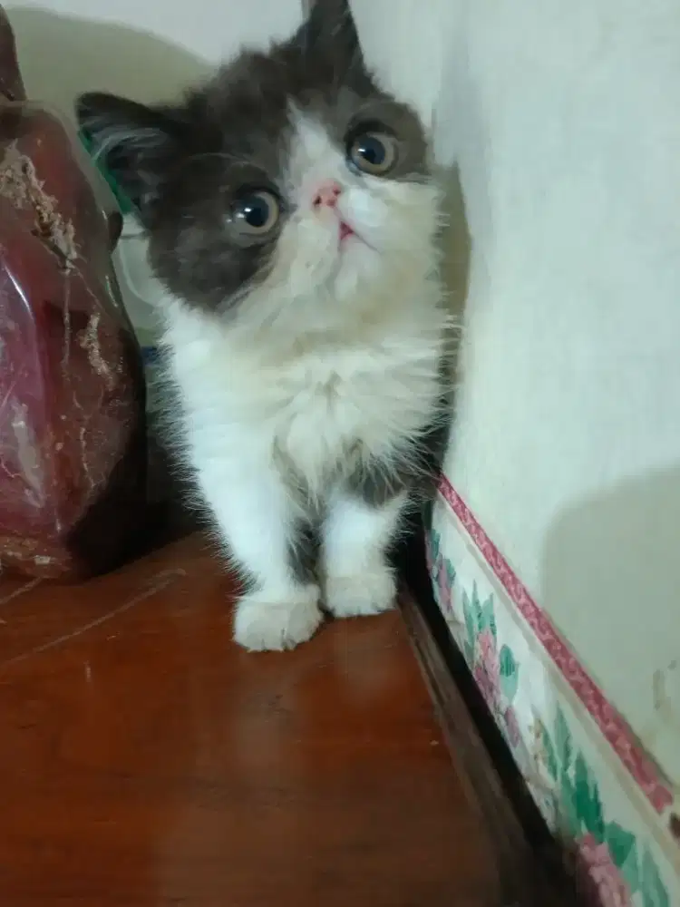 Kitten exo peaknose