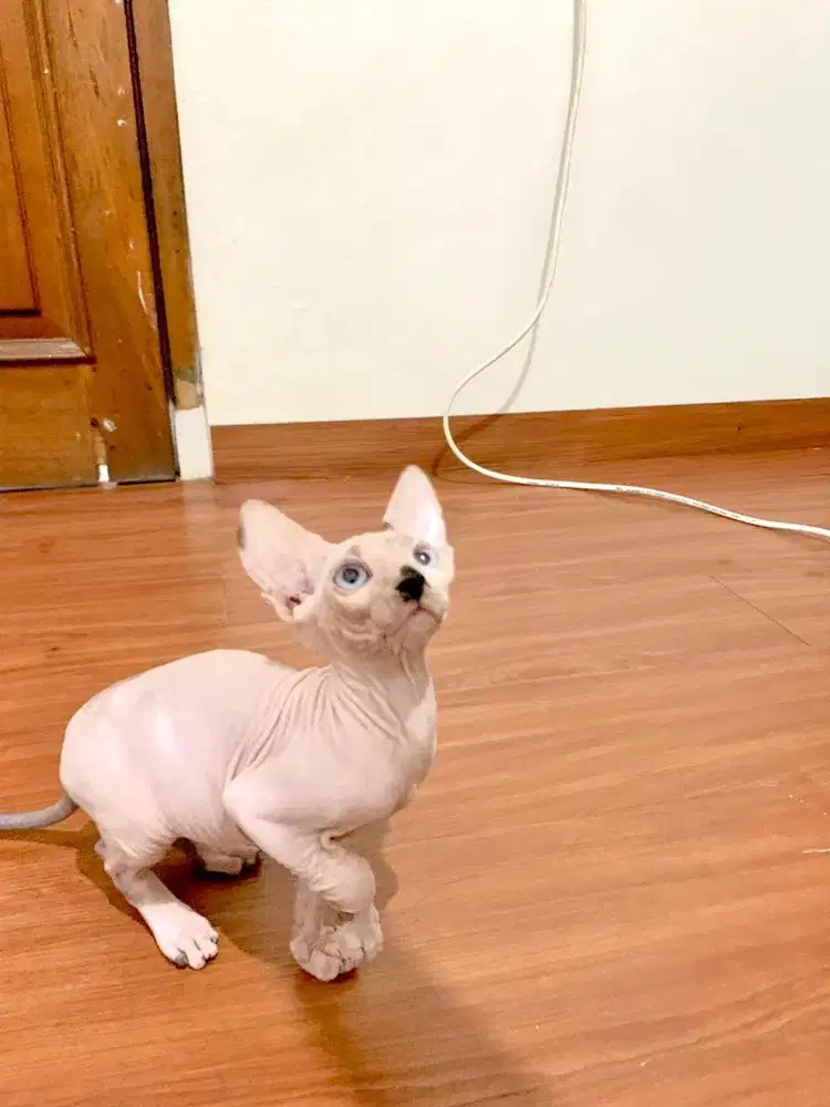 Kucing Sphynx Jantan