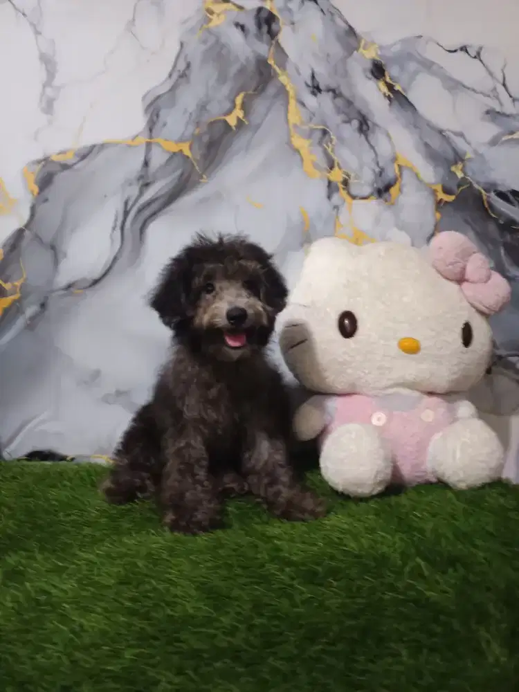 Poodle jantan silver light