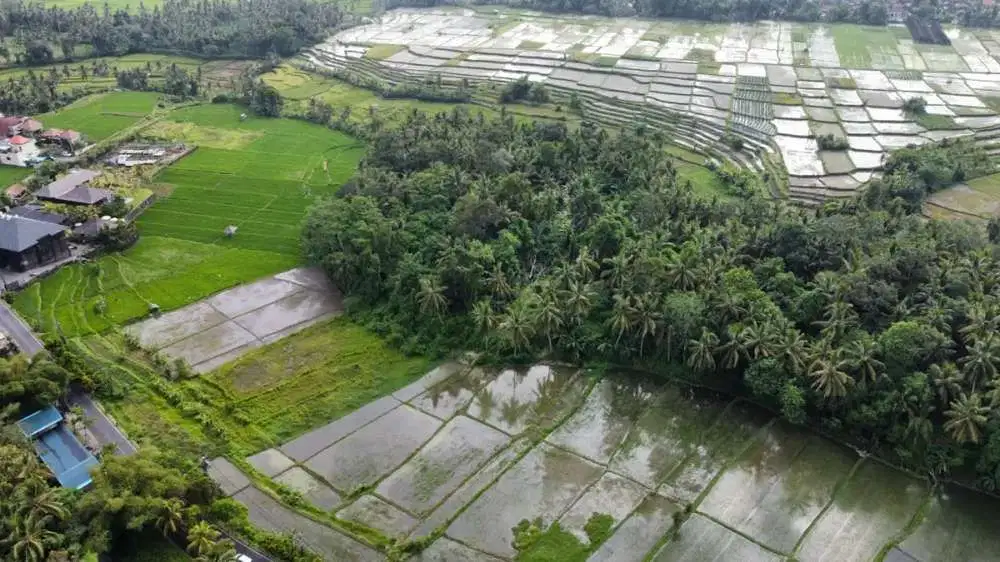 Disewakan MURAH Tanah Kosong Di Ubud View Super Cantik Persawahan