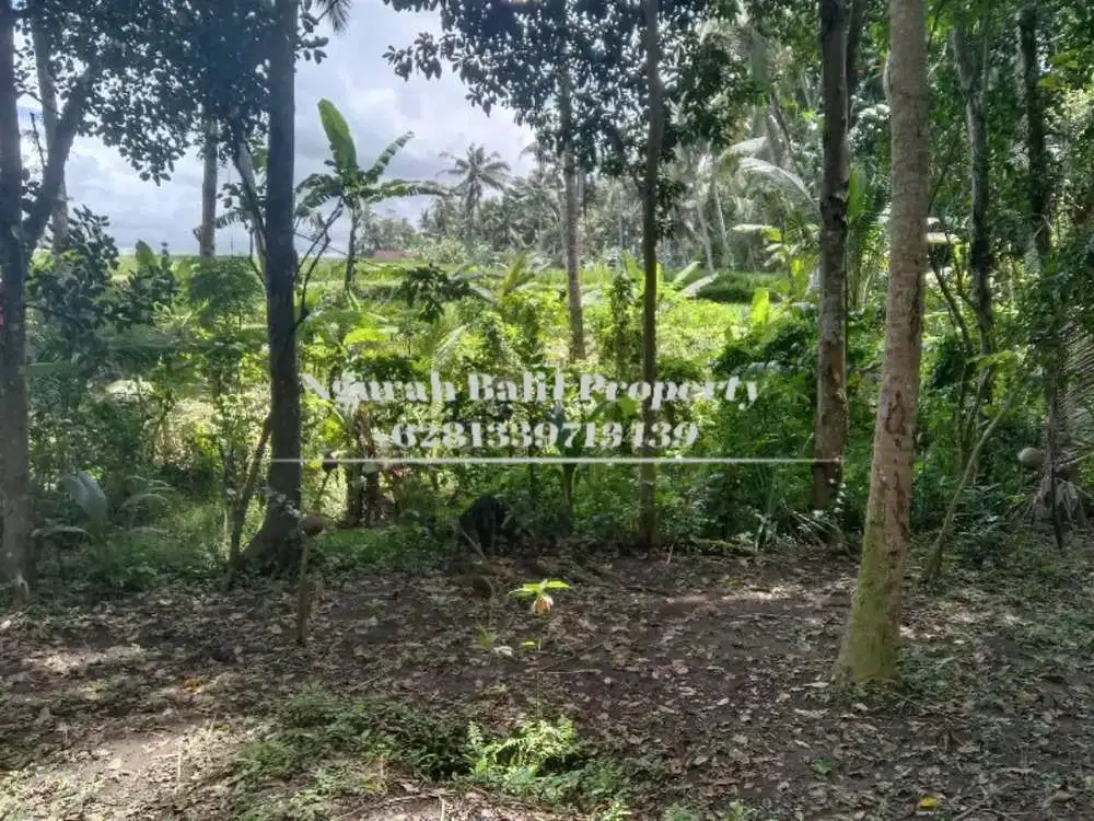 Murah Disewakan Tanah Luas 24 Are View Sawah dan Kebun di Ubud