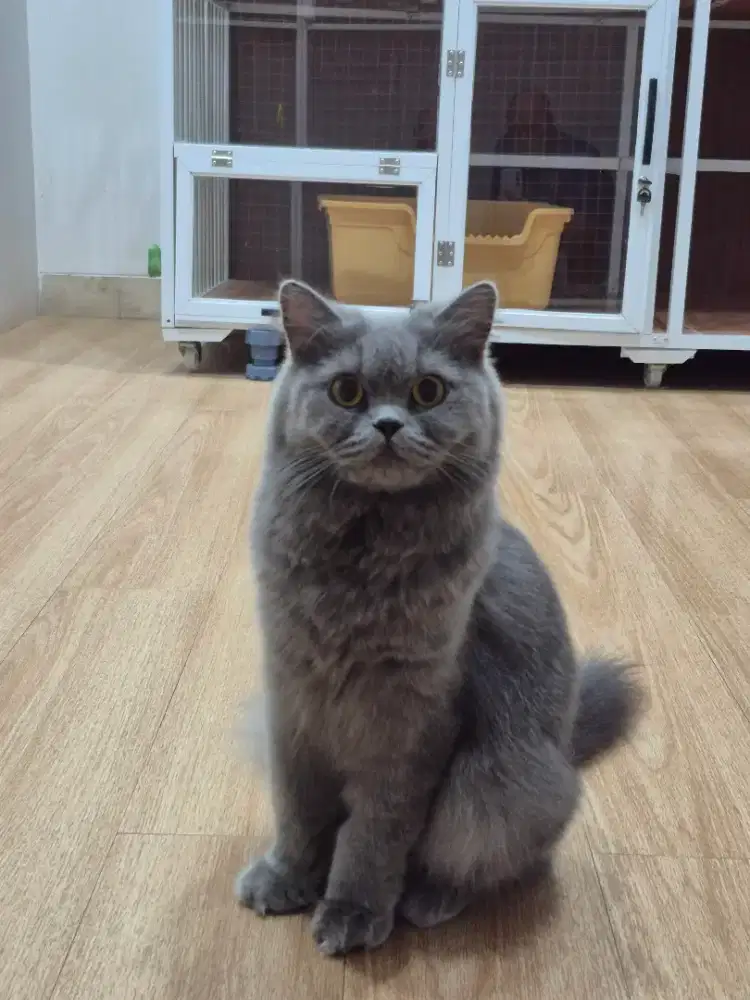 BLH Blue British Longhair Betina 1thn Parent PED BSH
