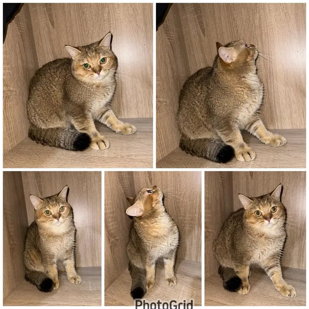 Murah aja Jasa pacak kucing Bsh golden ped GARANSI HAMIL