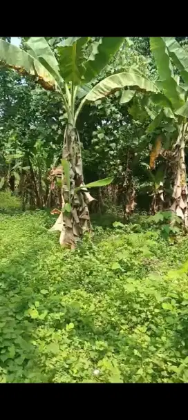 Jual cepat pekarangan