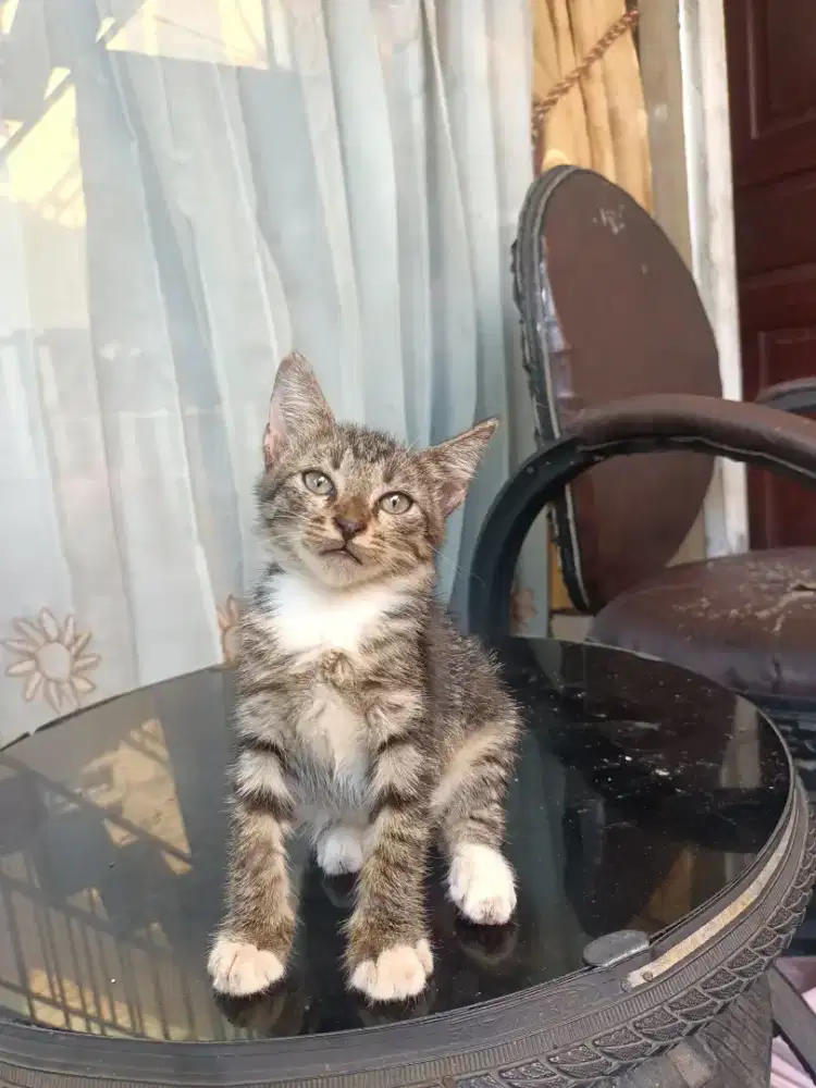 Kitten black taby usia 2 bln
