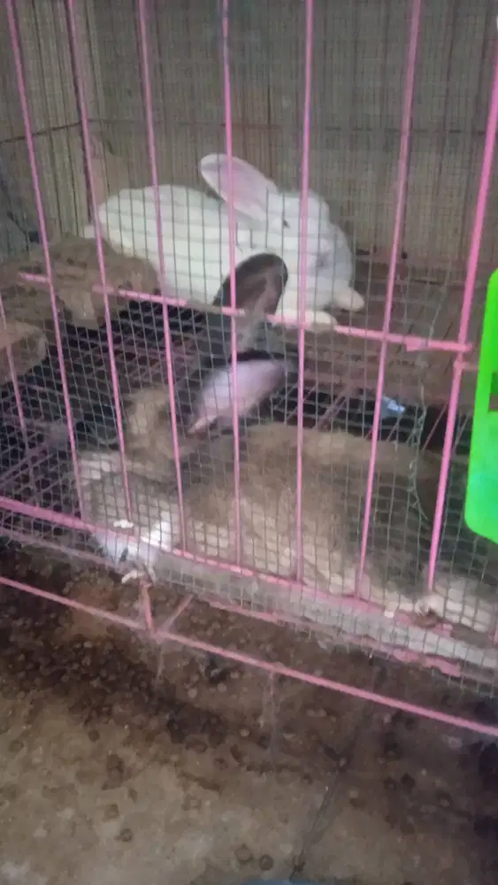 jual kelinci indukan umur 9 bulan ras himalaya dan lokal