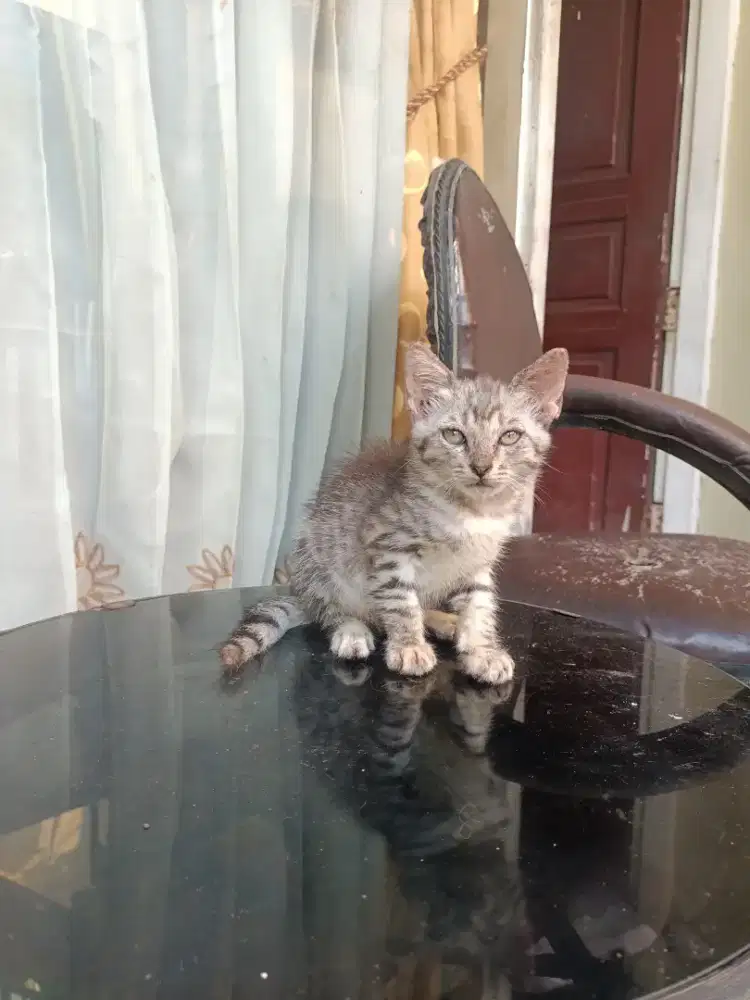 Kitten abu taby