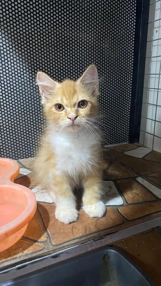 Kitten persia oren