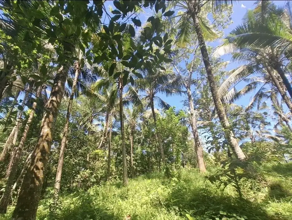 Dijual tanah kebun dekat dengan rencana exit toll antosari