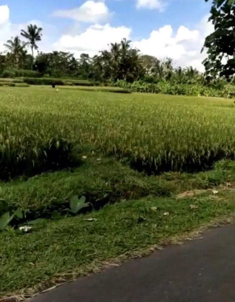 Tanah super murah los sungai di payangan dkt hotel hanging garden