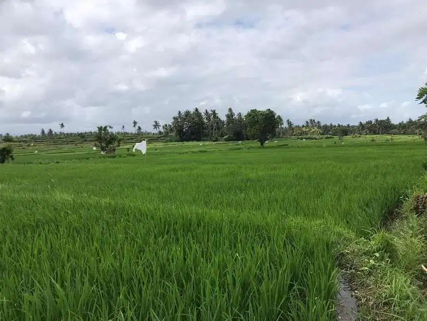 Tanah super premium dibawah pasaran central ubud gianyar view sawah