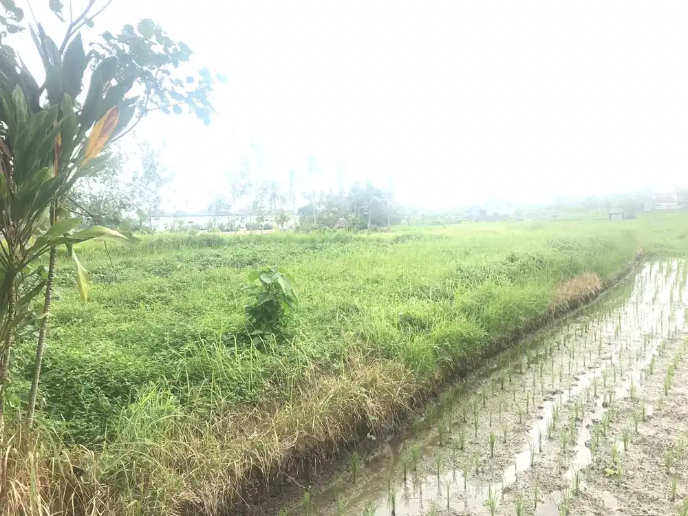 LAHAN Premium di ubud tengkulak dkt banuswari resort,
